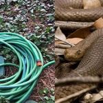 Nhầm vòi phun nước là bạn tình, rắn nâu độc “mây mưa” không biết mệt