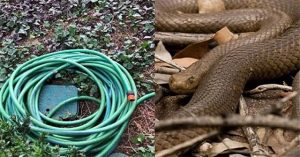 Nhầm vòi phun nước là bạn tình, rắn nâu độc “mây mưa” không biết mệt