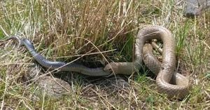 Rắn nâu kịch độc nuốt chửng đồng loại