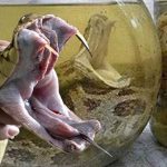 Tại sao rắn ngâm trong rượu cả năm trời vẫn có thể sống dậy tấn công con người?
