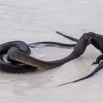 Kinh hãi khoảnh khắc rắn độc nuốt chửng kỳ đà cỡ lớn trên bãi biển