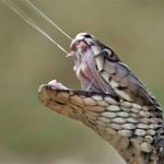Tại sao một số loài rắn hổ có thể phun nọc chính xác vào mắt nạn nhân?