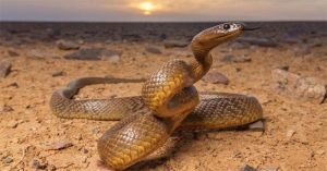 Lấy 3 miếng thịt cho rắn Taipan, rắn chúa bụi và rắn Fer De Lance cắn: Kết quả bất ngờ!