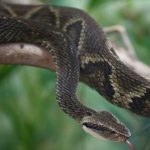 Tìm ra chất vô hiệu hóa nọc độc rắn viper trong trái cây