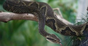 Tìm ra chất vô hiệu hóa nọc độc rắn viper trong trái cây