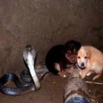 Rắn hổ mang bảo vệ hai chú cún suốt 48h