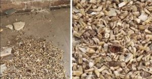 Phát hiện 1.000 răng người trong tường tòa nhà cổ ở Mỹ