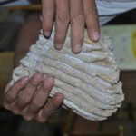 Đi tìm cổ vật, phát hiện răng voi hóa thạch