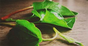 Loại lá vị tanh nồng là “thuốc hạ đường huyết” cực nhạy, mọc đầy ở bờ ruộng của người Việt