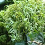 4 loại “rau trường thọ” được Trung Quốc ca ngợi lại mọc nhan nhản ở Việt Nam