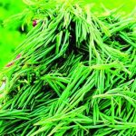 Khi các nhà khoa học chuyển hướng nghiên cứu sang trồng rau dại