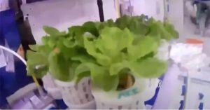 Trung Quốc tuyên bố thu hoạch được xà lách trồng ngoài vũ trụ