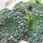 Rau cải bẹ xanh hình hoa hồng có giá trị dinh dưỡng cao