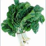 Mỹ: Lại bùng phát bệnh vi khuẩn đường ruột E.coli