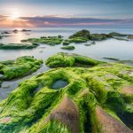 Loài rêu cổ đại đã chuẩn bị cơ sở để loài người xuất hiện