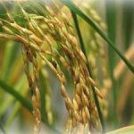 Lai tạo thành công giống lúa từ công nghệ gen