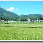 Khí hậu biến đổi đe dọa ruộng lúa Nhật Bản