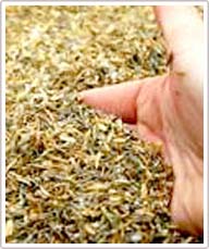 Chế tạo chất cách nhiệt từ trấu