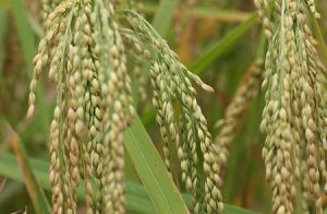Lai tạo thành công giống lúa “lặn” dưới nước