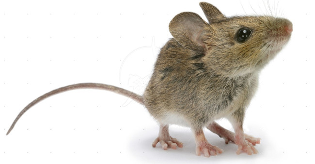 Nga phát triển chuột máy để chống khủng bố