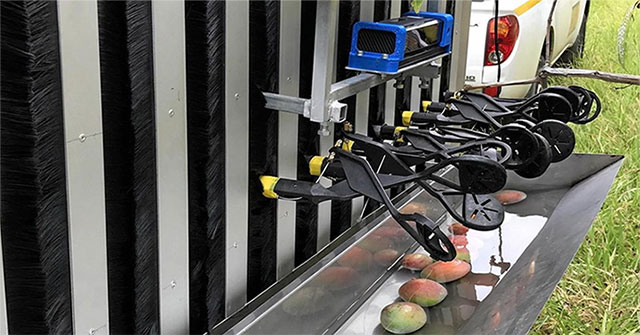 Australia thử nghiệm robot hái xoài đầu tiên trên thế giới