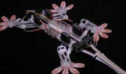 Robot tắc kè
