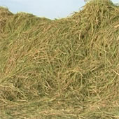 Có thể sản xuất 31 triệu tấn dầu sinh học từ rơm rạ