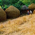 Biến rơm thành… nhiên liệu