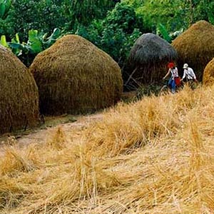 Biến rơm thành… nhiên liệu