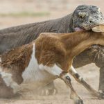 Rồng Komodo truy kích dê non, nuốt chửng trong giây lát