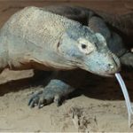 Rồng Komodo, quái vật thời tiền sử sắp tuyệt chủng