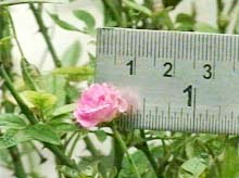 Hoa hồng có đường kính… 1cm