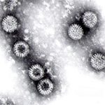 Hệ thống test đặc biệt để chẩn đoán bệnh truyền nhiễm