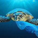 Vì sao sinh vật biển hay nuốt nhầm rác nhựa?