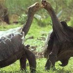 Loài vật “yêu hòa bình” hàng top trong thế giới động vật: Không ưa xô xát, “tỉ thí” bằng cách so kè một thứ