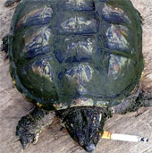 Rùa nghiện thuốc lá