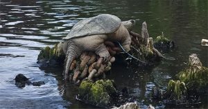 Đằng sau bức ảnh rùa khổng lồ “Chonkosaurus” gây sốt mạng xã hội
