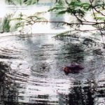 Có “Tam đại đồng đường” nhà Rùa ở Hồ Gươm?