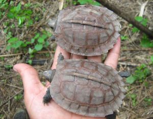 Lần đầu tiên phát hiện rùa rừng Arakan trong tự nhiên