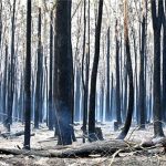 Thảm họa cháy rừng ở Australia qua những con số