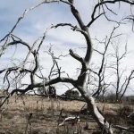 Rừng nguyên sinh Australia chết hàng loạt do hạn hán và biến đổi khí hậu