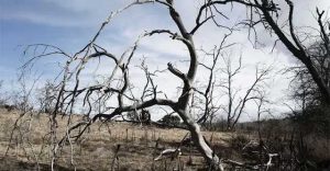 Rừng nguyên sinh Australia chết hàng loạt do hạn hán và biến đổi khí hậu
