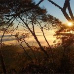 “‘Cơn lốc tuyệt chủng” đang tràn qua cánh rừng nhiệt đới ở Brazil