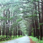 Tại sao đi bộ trong rừng thông lại khiến chúng ta cảm thấy sảng khoái?