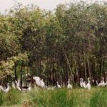 Phá rừng tràm ở đồng bằng sông Cửu Long: Nguy cơ vỡ tầng sinh thái