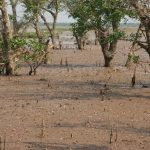 IUCN, MFF tài trợ bảo vệ rừng ngập mặn tại Nam Định