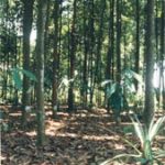 Triển vọng chữa bệnh tiểu đường của quế
