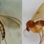 Phát hiện 2 loài ruồi ăn nấm mới