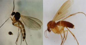 Phát hiện 2 loài ruồi ăn nấm mới