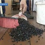 Dân miền núi Nga khốn đốn vì ruồi phủ kín bầu trời
